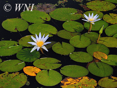 Blue Lotus (Nymphaea caerulea)